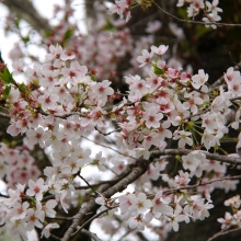 南桜通り・桜開花情報