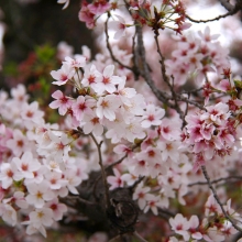 北桜通り・桜開花情報