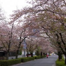 北桜通り・桜開花情報