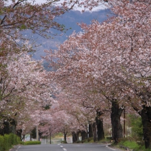 北桜通り・桜開花情報