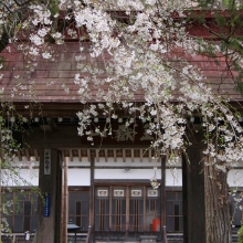 法善寺のしだれ桜・桜開花情報