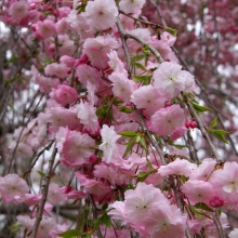 法善寺のしだれ桜・桜開花情報