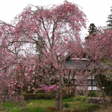 法善寺のしだれ桜・桜開花情報