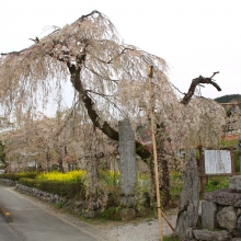 法善寺のしだれ桜・桜開花情報