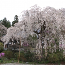 法善寺のしだれ桜・桜開花情報