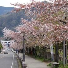 宝登山参道・桜開花情報