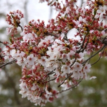 宝登山参道・桜開花情報