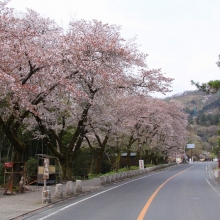 宝登山参道・桜開花情報