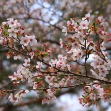 野土山・桜開花情報