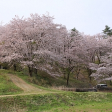 野土山・桜開花情報