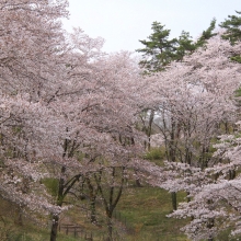 野土山・桜開花情報