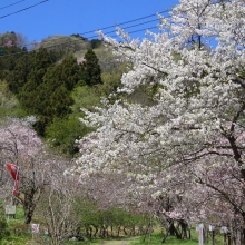 通り抜けの桜・桜開花情報