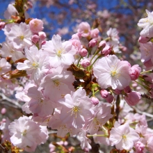 通り抜けの桜・桜開花情報