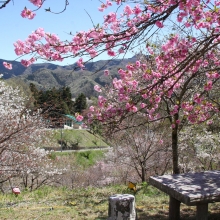 通り抜けの桜・桜開花情報