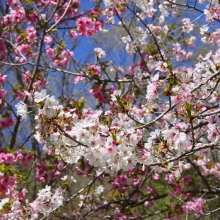 通り抜けの桜・桜開花情報