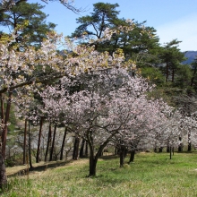 通り抜けの桜・桜開花情報