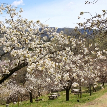 通り抜けの桜・桜開花情報