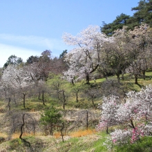 通り抜けの桜・桜開花情報