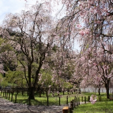 清雲寺しだれ桜・桜開花情報