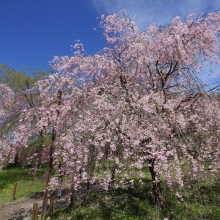 清雲寺しだれ桜・桜開花情報