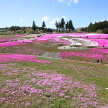 芝桜の丘開花情報