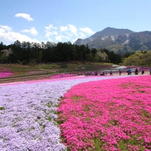 芝桜の丘開花情報