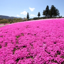 芝桜の丘開花情報