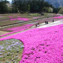 芝桜の丘開花情報