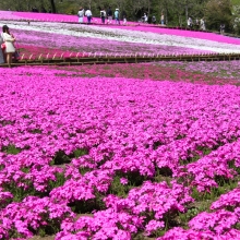 芝桜の丘開花情報