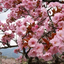 美の山公園・桜開花情報