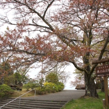 美の山公園・桜開花情報