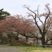 美の山公園・桜開花情報