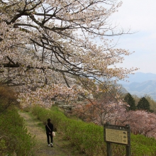 美の山公園・桜開花情報