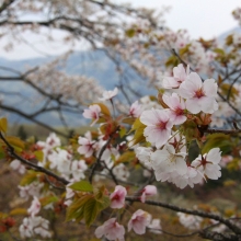 美の山公園・桜開花情報