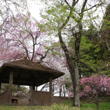 美の山公園・桜開花情報