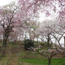 美の山公園・桜開花情報