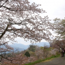 美の山公園・桜開花情報