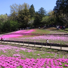 芝桜の丘開花情報