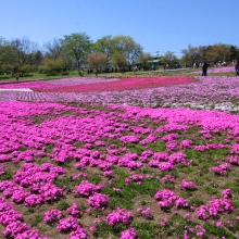 芝桜の丘開花情報