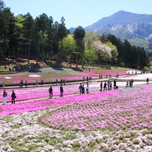 芝桜の丘開花情報