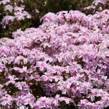 芝桜の丘開花情報