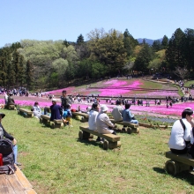 芝桜の丘開花情報