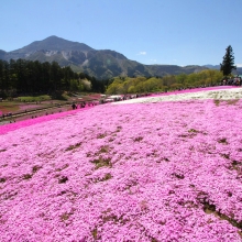 芝桜の丘開花情報