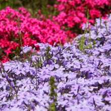 芝桜の丘開花情報