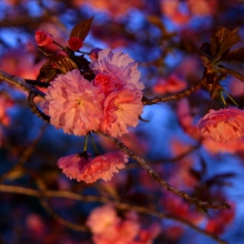 通り抜けの桜ライトアップ・桜開花情報