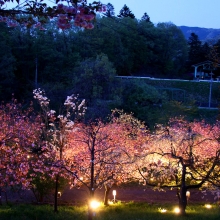 通り抜けの桜ライトアップ・桜開花情報