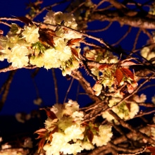 通り抜けの桜ライトアップ・桜開花情報