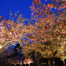 通り抜けの桜ライトアップ・桜開花情報