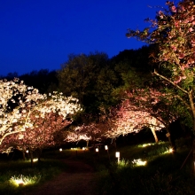 通り抜けの桜ライトアップ・桜開花情報