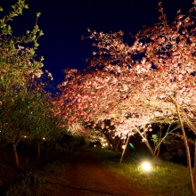 通り抜けの桜ライトアップ・桜開花情報